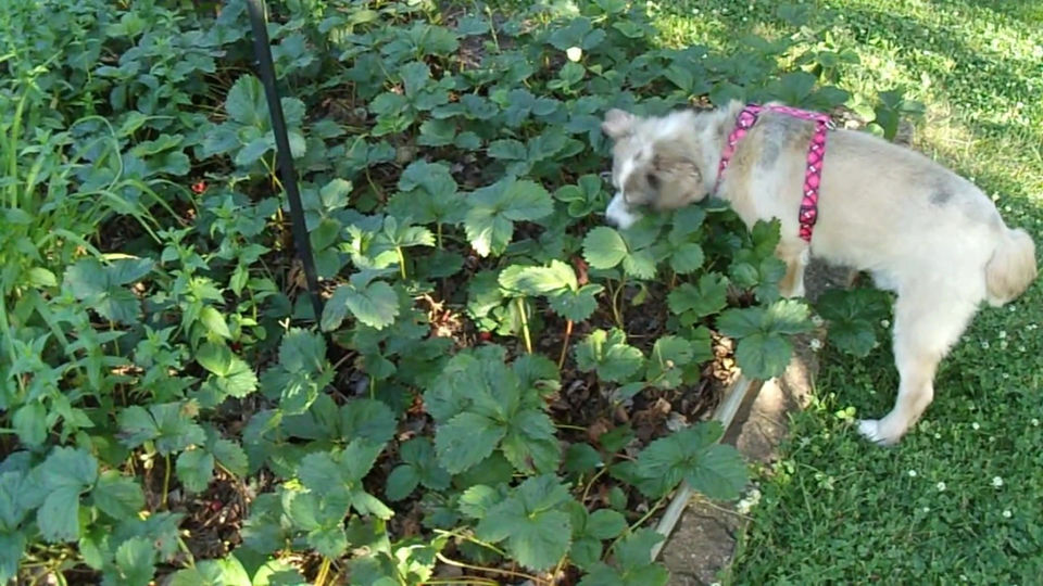 Farmer Bud picking strawberries